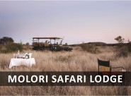 molori safari lodge 209541 185x136